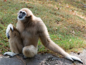 gibbon